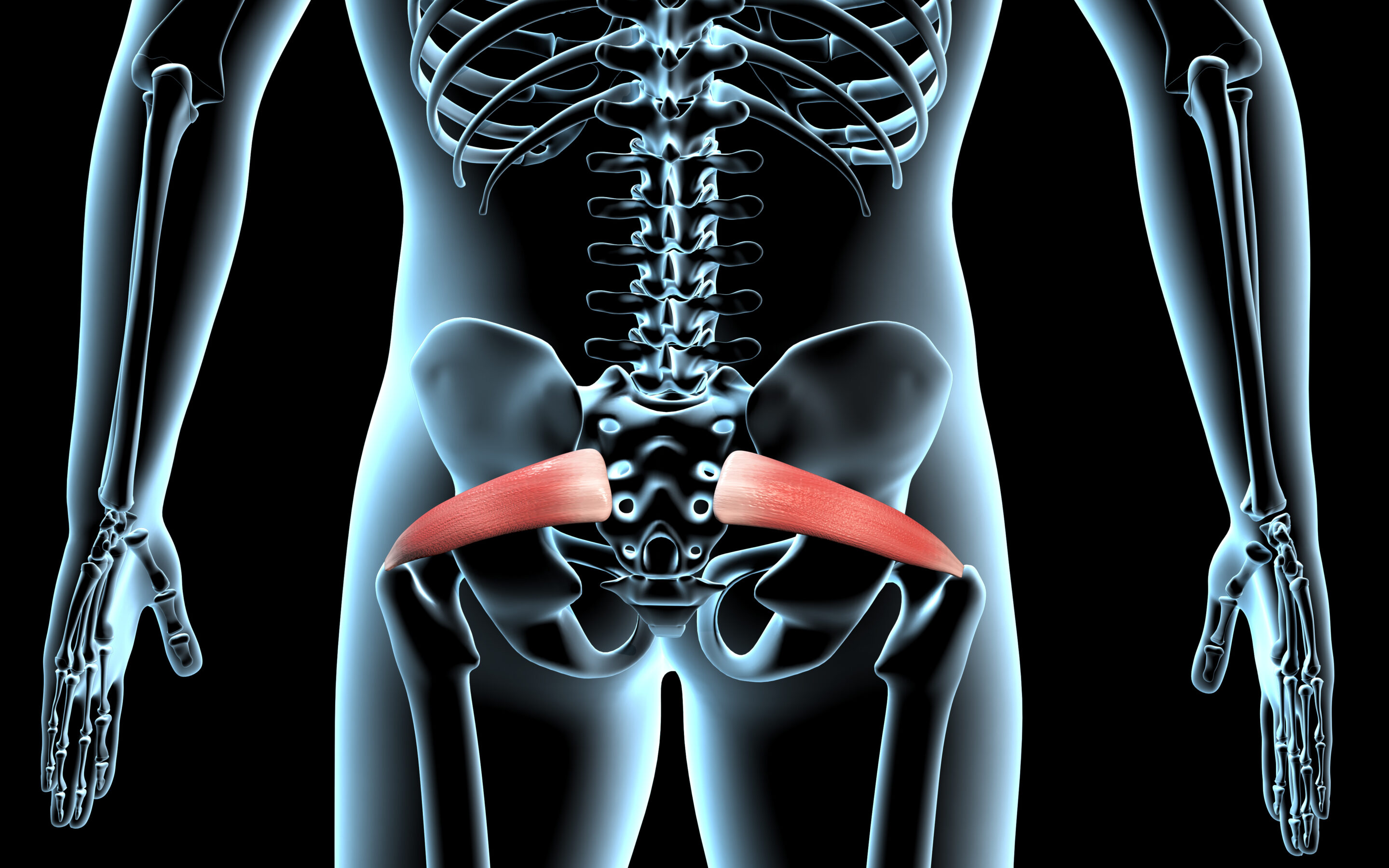 Piriformis